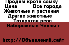 Продам крота самку › Цена ­ 200 - Все города Животные и растения » Другие животные   . Татарстан респ.,Набережные Челны г.